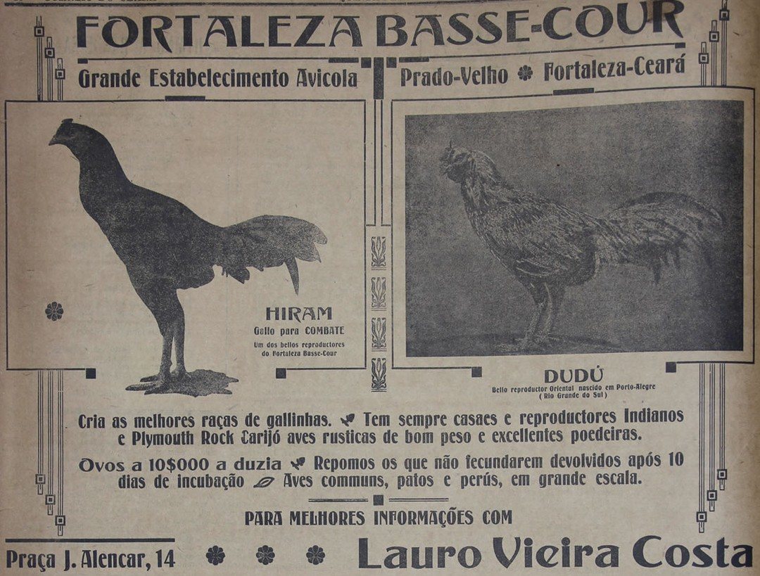 Anúncio do "Fortaleza Basse-Cour", com a imagem de dois galos: Hiram, "gallo para combate", e Dudú, "reproductor Oriental nascido em Porto-Alegre".