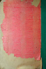 Hemeroteca - pagina Unitario_1960_12_0265.jpg